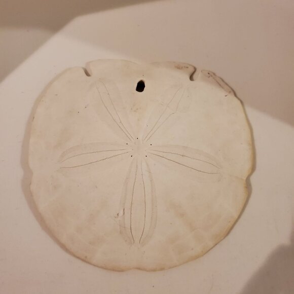 Vintage Keyhole Sand Dollar Seashell 5.5'' Wedding Beach Decor - Picture 3 of 6